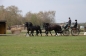 ARABOFRIEZEN OOK SUCCESVOL IN PUURS (CAN)