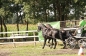 OPEN DAG JELLE'S HOME 2012