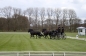 ALLE PAARDEN GEKWALIFICEERD!