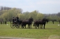 ARABOFRIEZEN OOK SUCCESVOL IN PUURS (CAN)
