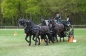 SUCCES IN HORST