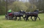 ALLE PAARDEN GEKWALIFICEERD!