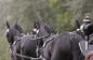 EUROPEES KAMPIOENSCHAP IZSAK 2013