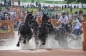 WORLD EQUISTRIAN GAMES 2014