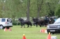 ROYAL WINDSOR