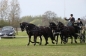 ARABOFRIEZEN OOK SUCCESVOL IN PUURS (CAN)