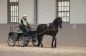 GEWELDIG RESULTAAT HENGSTENKEURING