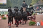 WORLD EQUISTRIAN GAMES 2014