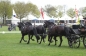 SUCCES IN HORST