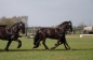 ARABOFRIEZEN OOK SUCCESVOL IN PUURS (CAN)